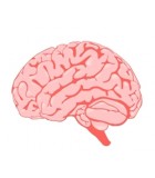 Trombosis, Ictus